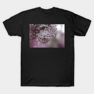 Lilac Blossom T-Shirt